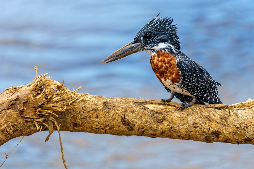 Wildlife Safari