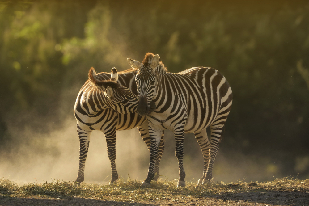 About UrafikiSafaris